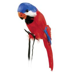 Papegaai Groot